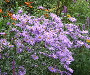 Aster frikartii 'Wunder von Stafa'