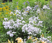 Phlox 'Lavendelwolke'