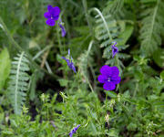 Viola cornuta