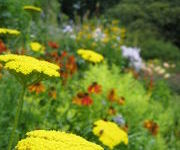 Achillea filipendulina 'Cloth of Gold'