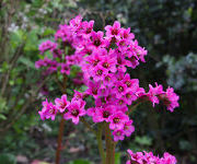 Bergenia 'Sunningdale'