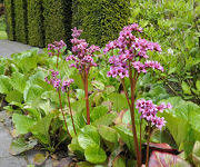 Bergenia_Sunningdale_2013.jpg