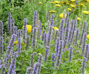 Agastache foeniculum