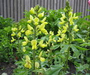 Thermopsis_mollis-_Oude_proeftuin.JPG