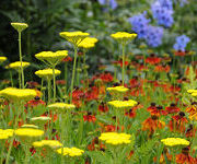 Achillea filipendulina 'Parker's Variety'