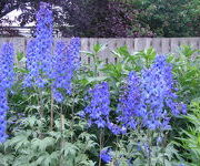 Delphinium 'Ouverture'