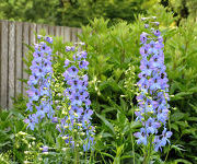 Delphinium_Ouverture_5.jpg