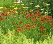 Helenium 'Moerheim Beauty'