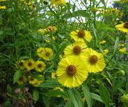 Helenium 'Gartensonne'