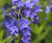 Veronica austriaca 'Shirley Blue'