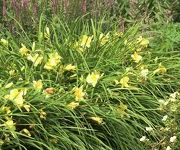 Hemerocallis 'Happy Returns'