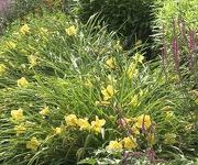 Hemerocallis_Happy_Return_2.jpg