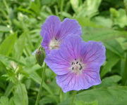 Geranium 'Johnson's Blue'