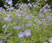 Geranium_Johnsons_Blue_1.JPG