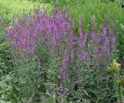 Salvia nemorosa 'Amethyst' 