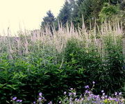 Veronicastrum virginicum 'Lavendelturm'