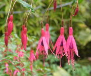 Fuchsia magellanica