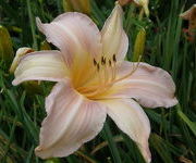 Hemerocallis 'Spinne im Lachs'