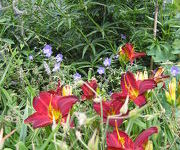 Hemerocallis 'Rotes Rathaus'  