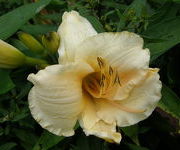 Hemerocallis 'Helle Berlinerin'