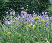 Geranium_Brookside.jpg