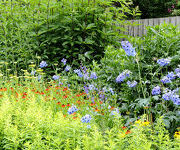 Delphinium 'Volkerfrieden'