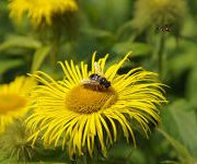 Inula hookeri