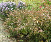 Berberis thunbergii 'Atropurpurea Nana'