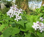 Lunaria rediviva