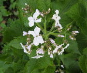 Lunaria_rediviva_3.JPG