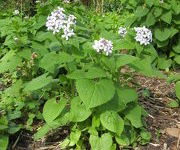 Lunaria_rediviva_5.JPG