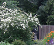 Spiraea veitchii