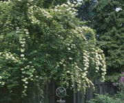 Spiraea_veitchii_1.jpg