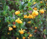 Berberis buxifolia 'Nana'