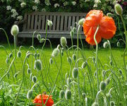 Papaver orientale 'May Queen'