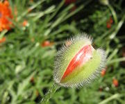 Papaver_orintale_May_Queen_1.JPG