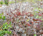 Heuchera 'Cappuccino'