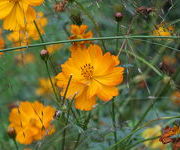 Cosmos sulphureus 'Klondike Bright Lights'