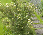 Potentilla fruticosa 'Elizabeth'