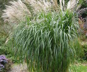 Miscanthus sinensis 'Silberfeder'