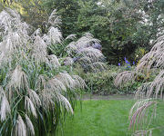 Miscanthus_sinensis_Silberfeder_1.jpg