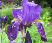 Iris 'Joanna'