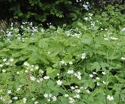 Ranunculus aconitifolius