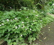 Geranium nodosum