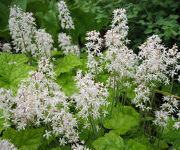 Tiarella cordifolia