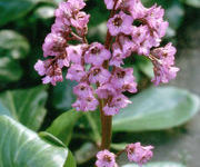 Bergenia cordifolia