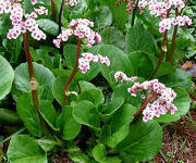 Bergenia_cordifolia_2.JPG