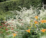 Artemisia lactiflora 'Guizhou'