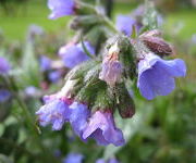 Pulmonaria longifolia