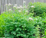 Thalictrum aquilegifolium 